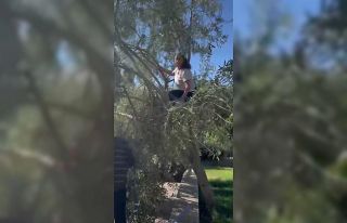 Hülya Avşar Ayvalık’taki evinde zeytin hasadı...