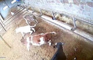 İneklerin deprem paniği kameraya yansıdı