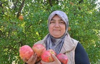 İnhisar’ın ünlü ’Deve dişi’ narında bu...