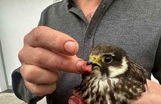 İşletmesine gelen yavru doğanı eliyle besledi