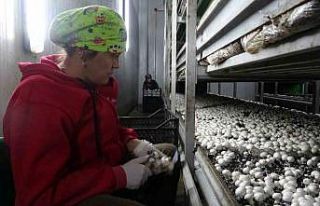 Isparta’da yıllık 400 ton mantar üretiliyor