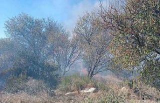 İtfaiyeciden yangının içinde kalan kaplumbağaya...