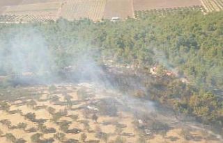 İzmir’de arazide çıkan yangın ormana sıçradı;...
