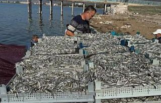 İznik Gölü’nde tarihi balık rekoru