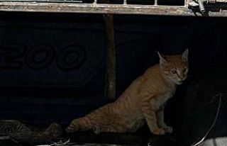 Jandarma yaralı kedinin yardımına koştu