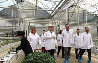 Jeotermal serada yeni sezon fideleri dikildi