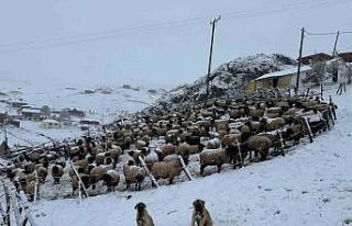 Kadırga Yaylası’na kar düştü, yaylacılar dönüşe...