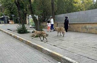 Kağızman’da başıboş köpekler tehlike saçıyor