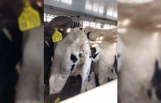 Kapıkule’de iki tır dolusu 69 gebe düve mavi...