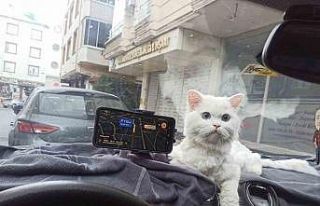 Kapısı 10 saniye açık unutulan binadaki kedinin...