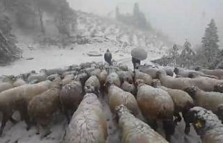 Kar bastırınca yayladan mezraya 3 günde ulaştılar