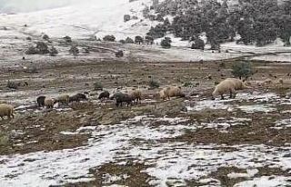 Kar yağışına yaylada yakalandı, koyunlarına...