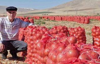 Karaman’da kuru soğan üreticisinin yüzünü güldürüyor