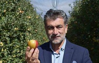 Karaman’da sarı kırmızı elma görenleri şaşırtıyor