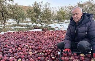 Karlı dağlarda zorlu elma hasadı