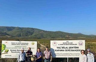 Kavaklığı ceviz bahçesine dönüştüren muhtarlık...