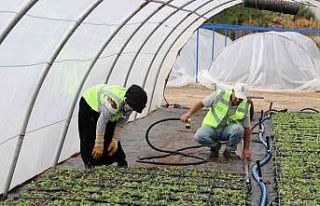 Kavşak ve refüjler çiçeklerle süsleniyor