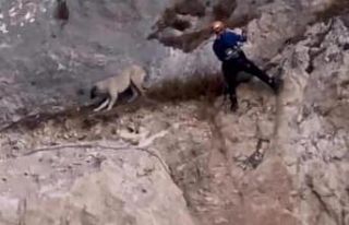 Kayalıklarda mahsur kalan köpek, AFAD ekiplerince...
