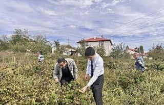 Kaymakam Kahraman, ahududu ve aronya tarlalarında...