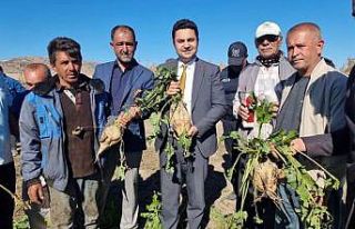 Kaymakam Seyhan, şeker pancarı hasadına katıldı
