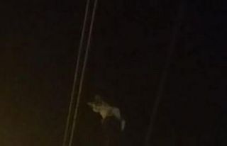 Kedi, telefon direğinde mahsur kaldı