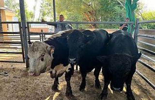 Kırklareli’nde 11 kaçak büyükbaş hayvan yakalandı