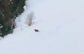 Kış uykusuna yatmayan ayıya seslenen Rizeli: “Çabuk...