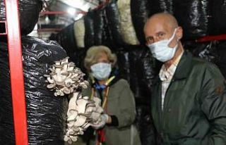 Körfez’in çınarları mantar topladı