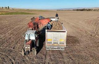 Kuraklık nedeniyle şeker pancarında rekolte düştü