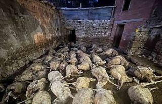 Kurtlar tarafından 66 koyunu telef edilen besici:...