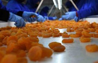 Kuru kayısı ihracatta yüz güldürmeye devam ediyor