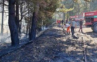 Kütahya’da anız yangını ormana sıçradı