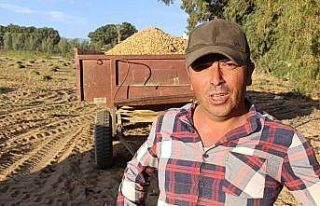 Manavgat’ta yer fıstığı hasadı başladı