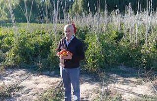 Markette sebzeleri pahalı bulan vatandaşlar soluğu...