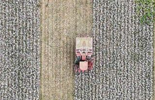 Menemenli minikler pamuk hasatı yaptı