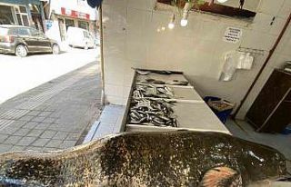 Meriç Nehri’nde dev yayın balığı yakalandı