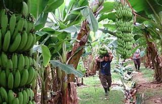 Muzun başkentinde hasat sezonu başladı: Tüketilen...
