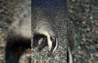 Nesli tükenme tehlikesindeki porsuk aracın çarpması...