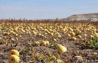 Nevşehir’de çerezlik kabak çekirdeği hasadı...