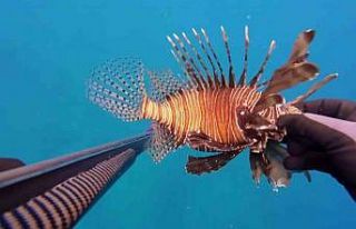 Ölü sandığı zehirli aslan balığı hastanelik...