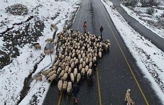 Ordu yaylalarında görsel kar şöleni