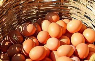 Ordu’da yumurta sektörü ayağa kalktı