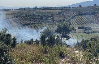 Osmaniye’de otluk alanda başlayan yangın zeytin...