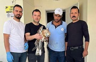 Osmaniye’de yaralı bulunan yılan kartalı tedavi...