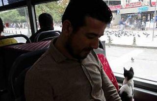 Otobüse binen sevimli kedi camdan güvercinleri izledi,...