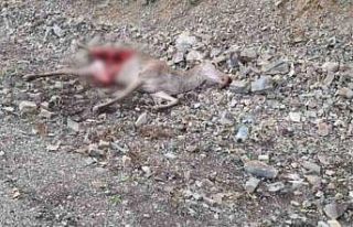 Otomobilin çarptığı geyik telef oldu: Yarısını...