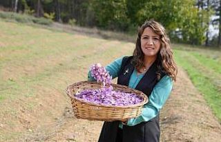 Safran yaprağı atıkları bilime hizmet ediyor