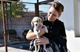 Sahiplendirme ve kısırlaştırma çalışmaları...