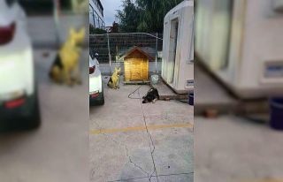 Sancaktepe’de lise öğrencisi köpek saldırısından...