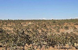 Şanlıurfalı girişimciden ücretsiz budama hizmeti
